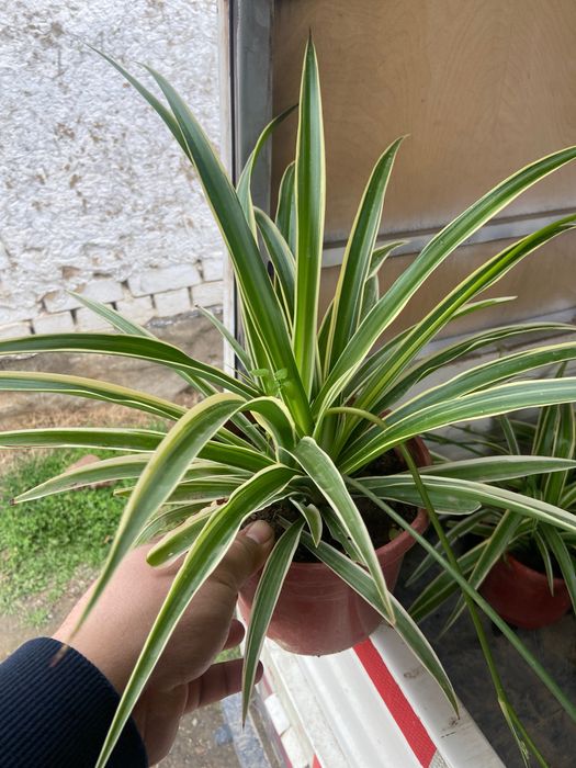 Honaki gul o’zidan kislarot chiaqruvchi gul