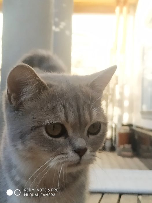 Skotish fold shinshila vyaska нужно самка вйаска