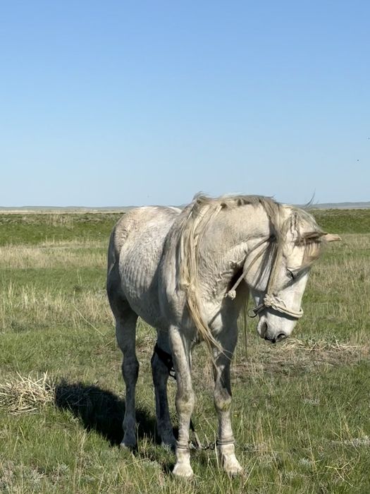 Лошадь ездовая, спокойная!