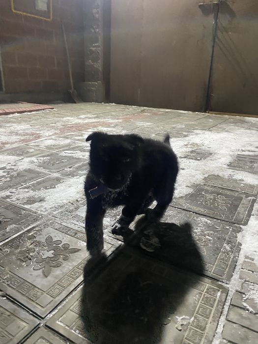 Восточный европейски овчарка