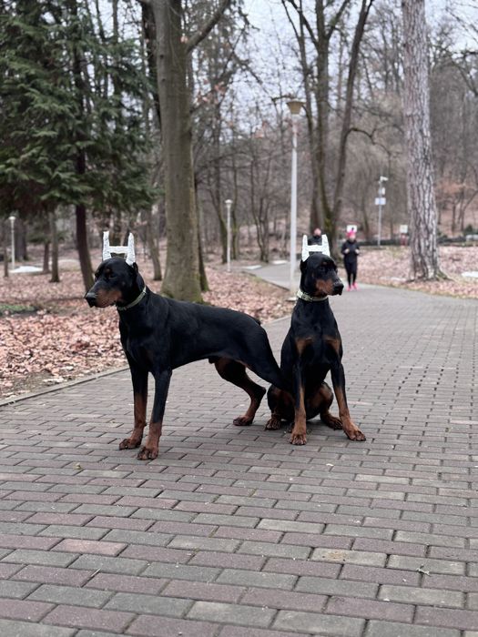 Cățeluș Doberman de 13 luni cu pedigree