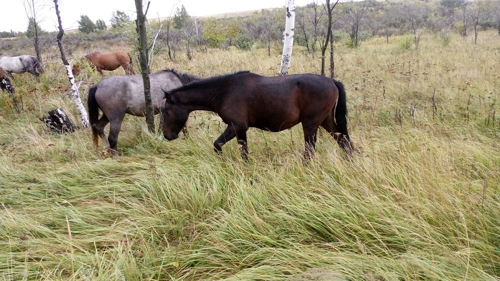 Жылқылар сатам бір үйір
