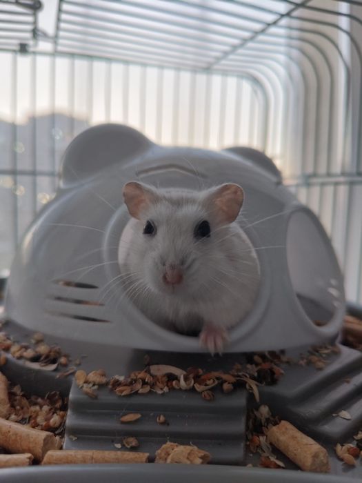 отдаю хомяка с клеткой