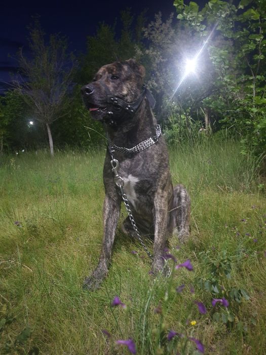 Вязка собак,у нас кобель.