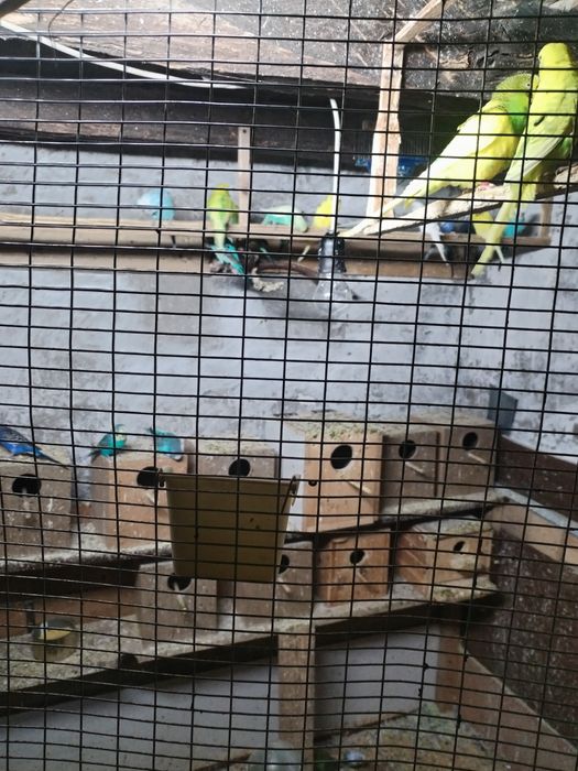 Папагали корели и вълнисти!