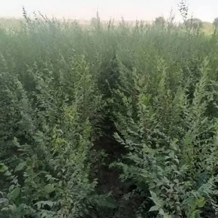 Гужум новдаси , кайрагоч новдаси