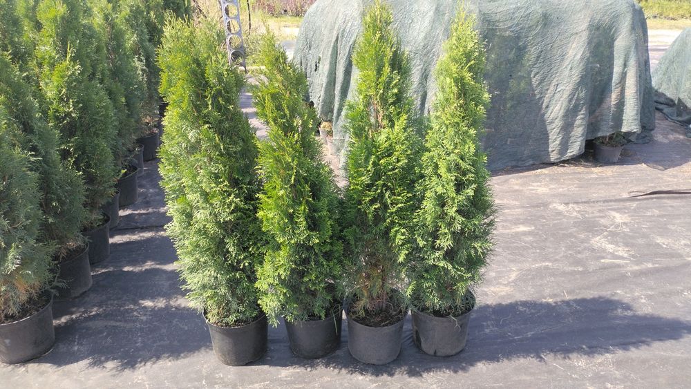 туя смарагда доставка есть