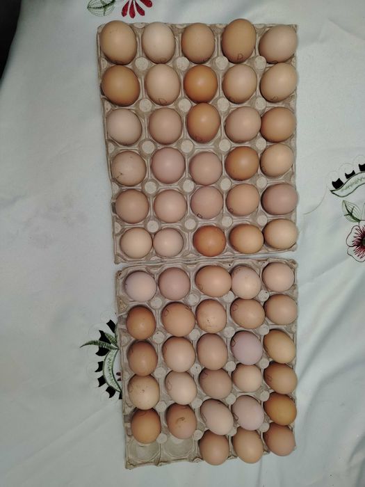 Ouă pentru incubat.