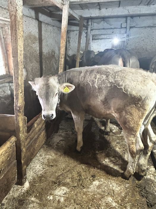 Vand vitica bruna de maramures