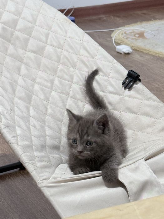 Отдам даром кошечку