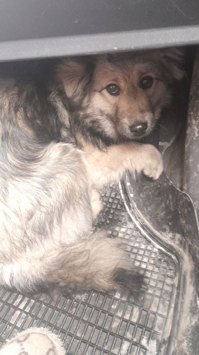 Дарю собаку!       .