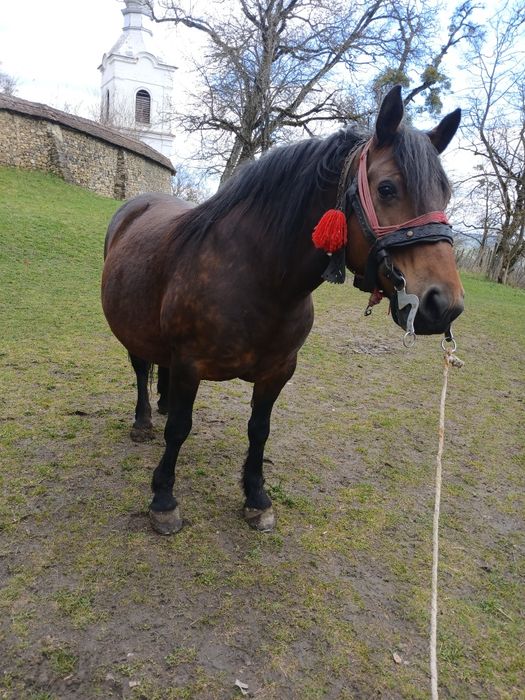Vând iapa de 5 ani