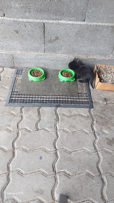 Pisici Gratis!Cadou.