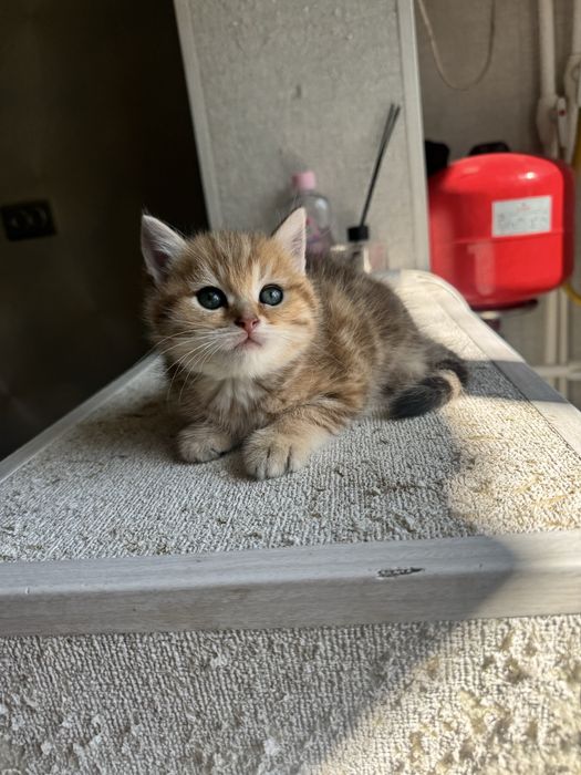 Котяты шиншиллы