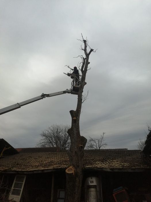 Arborist, toaletari/taieri/curatari arbori, alpinist in copaci