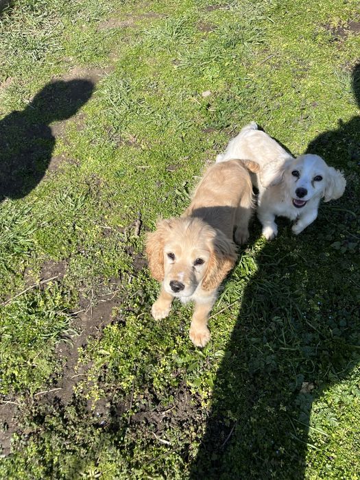 Малки кокер шпаньоли