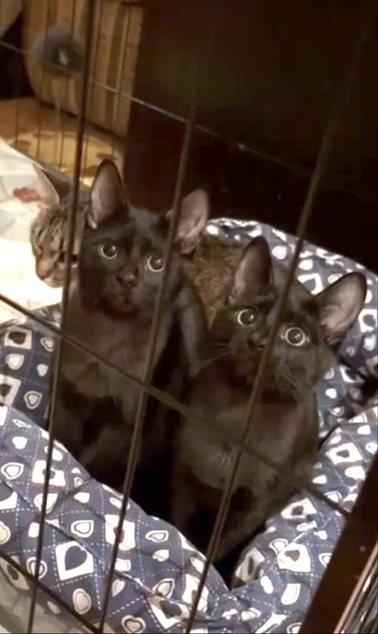 Котята мальчик и девочка 3 месяца