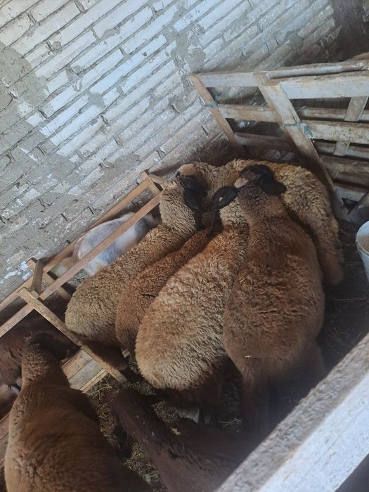 Mielute carabase de vanzare