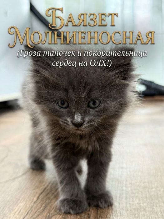 «Хвосты и Усы» ищет новых хозяев !