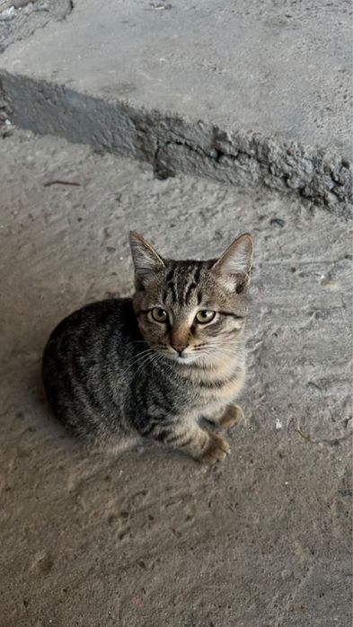 очень хорошие котята ищут дом