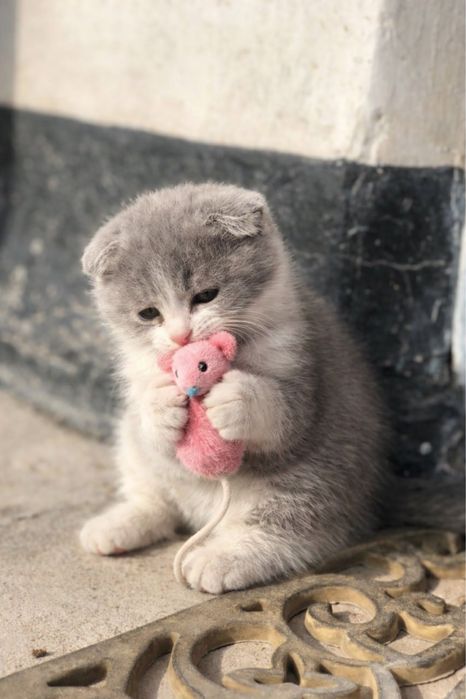 Шотландская вислоухая мама (1 год) и 2 котенка