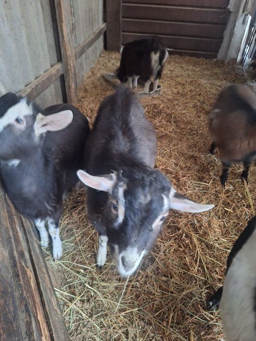 Продам сельхоз животных