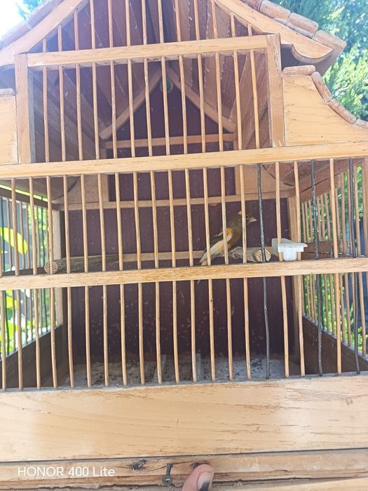 Kanareka nar saridi