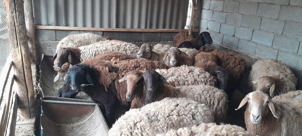 Кой, кошкар.  Буаз