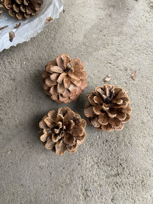 Шишки не дорогоо