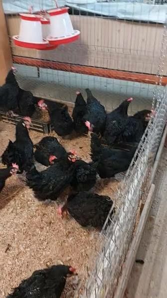 Vand găini moravia outoare