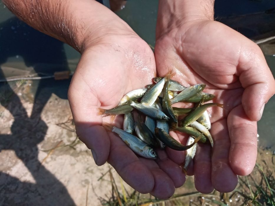 Бокиладиган балик хархил турдаги баликлар сотилади