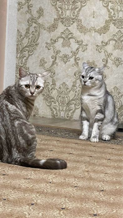 Шотландские котята г. Абай