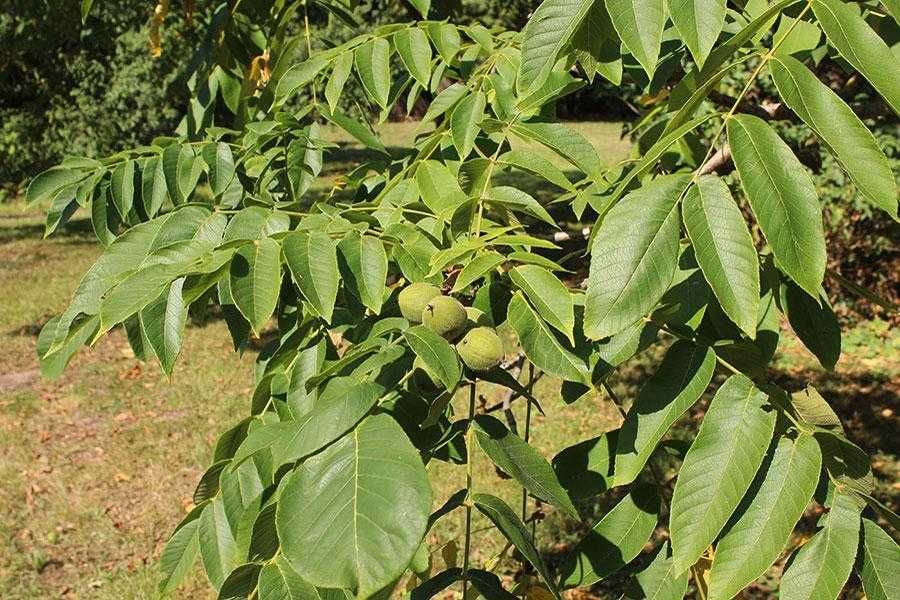 Продам маньчжурские орехи! Неочищенные! Много! Для понимающих!