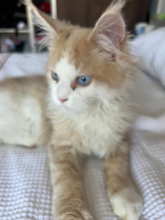 OCAZIE!!! Maine Coon, 4 luni, mascul, castrat