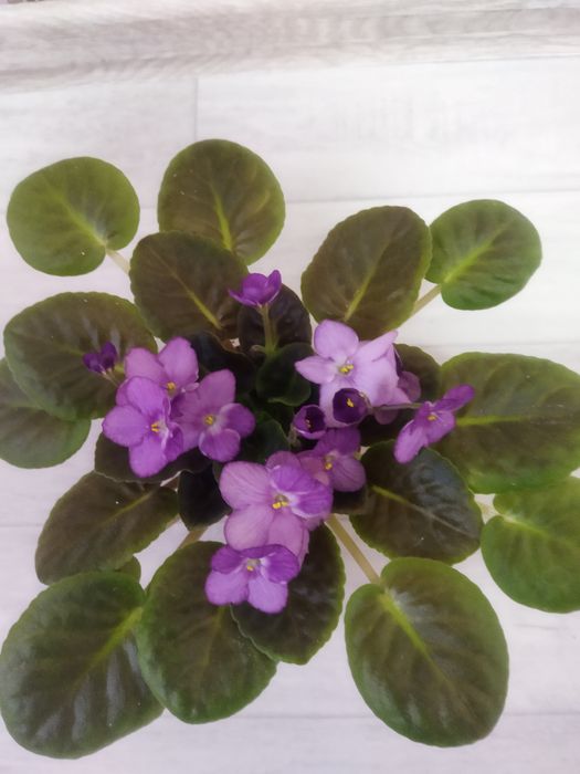 Комнатные цветы в ассортименте