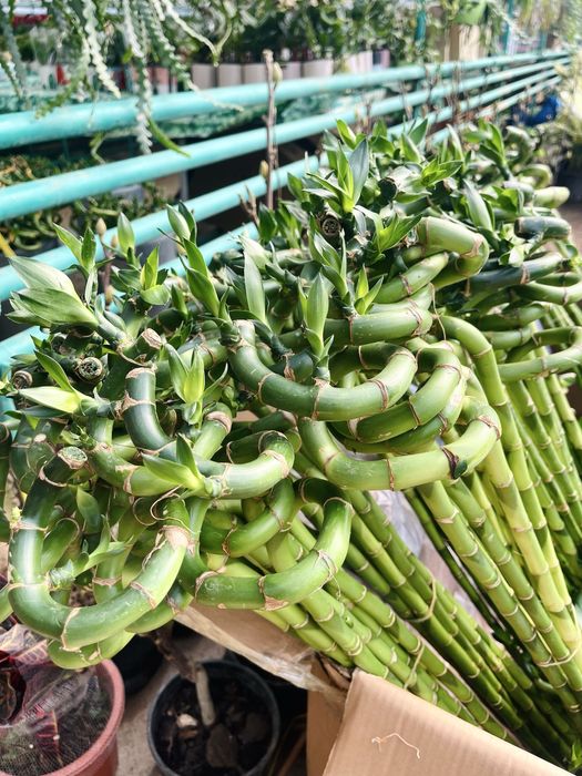 Бамбук Dracena Sanderiana Китай