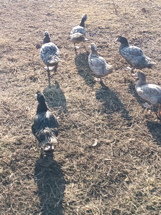 Индоутка қырғауыл