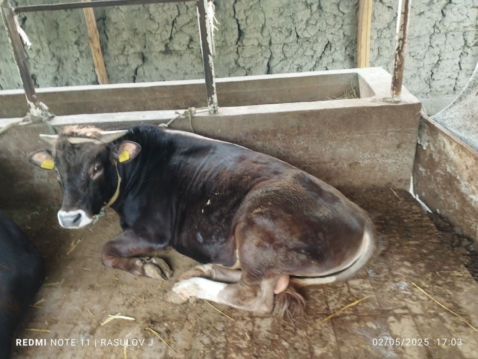 Новвос сотилади соглом еб ичиши зур узим боккан букалар