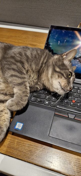 Pet sitting la domiciliu & plimbări câini – București | Paw Walks & Purrfect Care