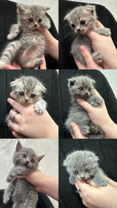 Котятки смесь британца-шатланки