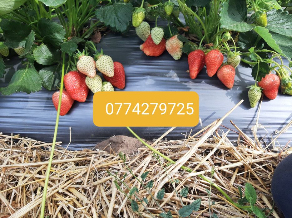 Stoloni Capsuni ALBION și soiuri anuale,zmeura remontanta