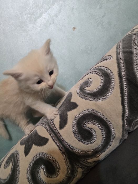 Отдам котята бесплатно
