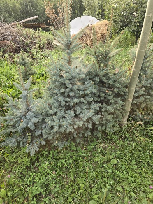 Голубая ель,от 20 000тг.