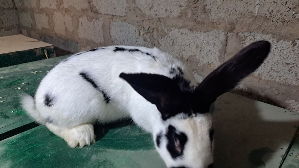 Strakach quyon sotiladi