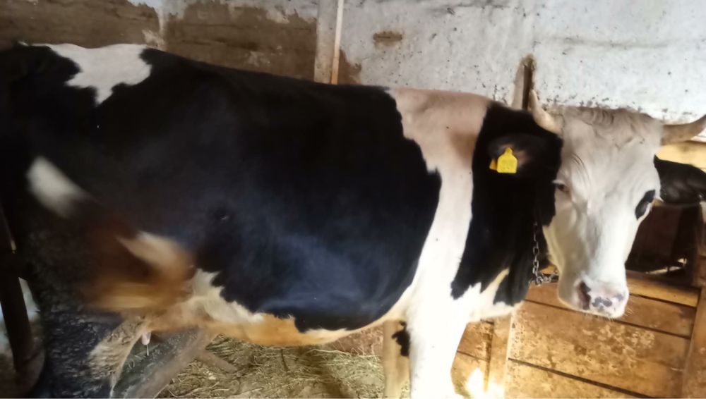 Vaca baltata de vinzare