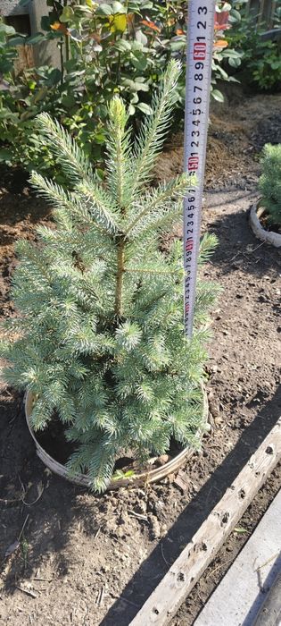 Голубая ель  колючей Picea pungens Clauca