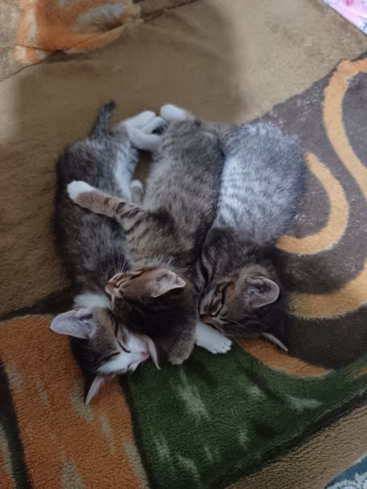 Отдам котят в хорошие руки