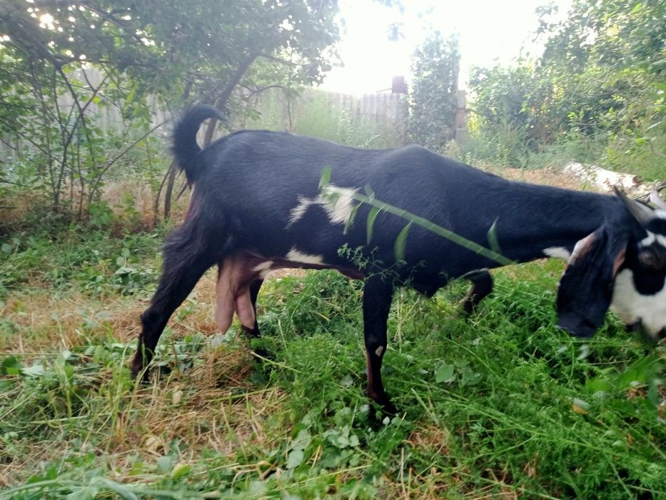 Коза Битал  300тыс