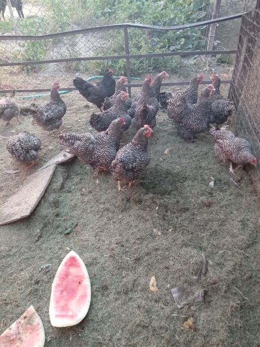 Продам курей молодые