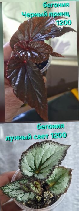 Цветы домашние разные